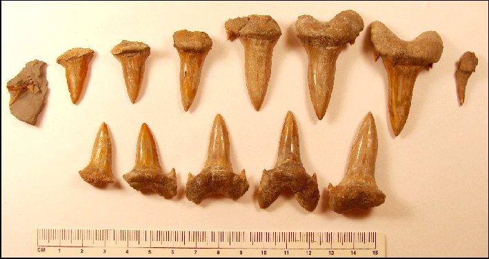 2Cretodus-09b.jpg (63258 bytes)