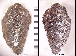 DK-BRACB.jpg (16348 bytes)