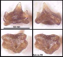 DK-CHILC.jpg (12076 bytes)