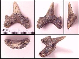 DK-CRSMA.jpg (13292 bytes)