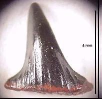 DK-HYBOD.jpg (9005 bytes)
