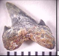 DK-ODON-.jpg (11838 bytes)