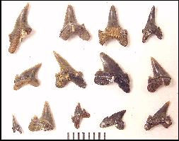 DK-ODONC.jpg (12351 bytes)
