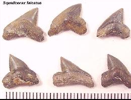 DK-SQUAB.jpg (12387 bytes)
