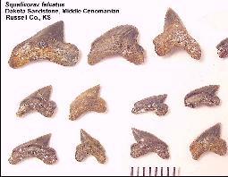 DK-SQUAC.jpg (12450 bytes)