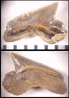 DK-SQUAH.jpg (8058 bytes)