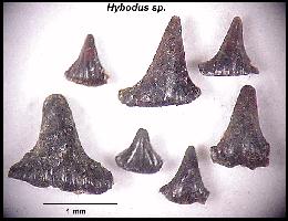 dk-hybob.jpg (13713 bytes)