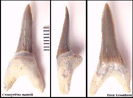 BGRHN07A.jpg (10978 bytes)