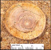 BGRHN08A.jpg (18513 bytes)