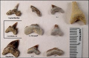 Gorham FPT1a.jpg (15573 bytes)