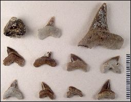 Gorham FPT2a.jpg (12208 bytes)