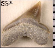 Gorham FPT3a.jpg (12031 bytes)