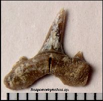 Gorham FPT4a.jpg (10575 bytes)