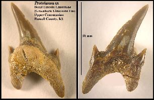 GrhnProtolama.jpg (16854 bytes)