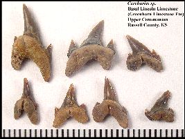 GrhnCarch2a.jpg (16720 bytes)