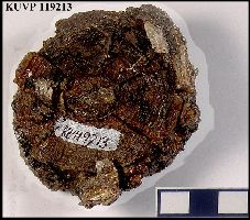 KU 119213a.jpg (17276 bytes)