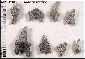 KUVP16350a.jpg (18047 bytes)