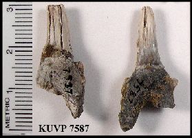 KUVP7587a.jpg (15479 bytes)