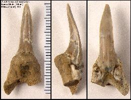 Leptostyrax2s.jpg (16863 bytes)