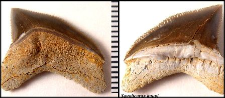 S-kaupi2a.jpg (25674 bytes)