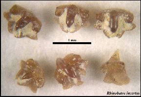 SCHrhino2a.jpg (13593 bytes)