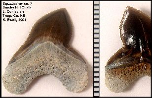 Squali-wha.jpg (18026 bytes)