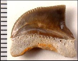Squali01a.jpg (14800 bytes)