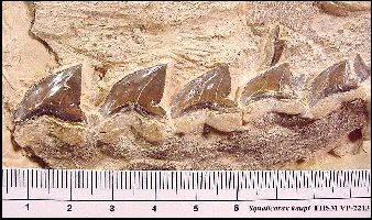 VP2213-Ba.jpg (32162 bytes)