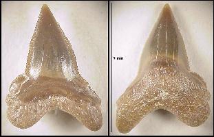 bgrhn0f.jpg (14708 bytes)