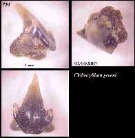 bhchgr1a.jpg (5683 bytes)