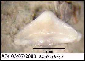 bhisch2a.jpg (8060 bytes)