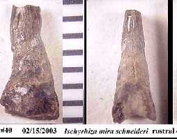 bhisch4a.jpg (8916 bytes)