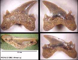 bhotod1a.jpg (10225 bytes)