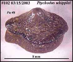 bhpt-w1a.jpg (10719 bytes)