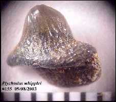 bhpt-w2a.jpg (7911 bytes)