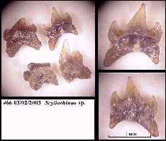 bhscyl1a.jpg (8700 bytes)