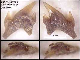 bhscyl2a.jpg (9230 bytes)