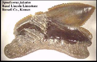 bittoota.jpg (19446 bytes)