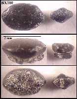 bxbmac1a.jpg (6961 bytes)