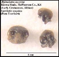 bxc-rhia.jpg (10023 bytes)