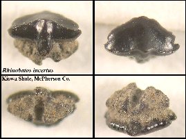 bxc-rhib.jpg (16813 bytes)