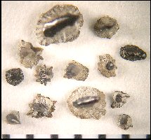 bxc-rhic.jpg (14976 bytes)