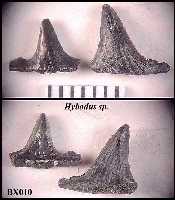 bxhybo1a.jpg (6854 bytes)