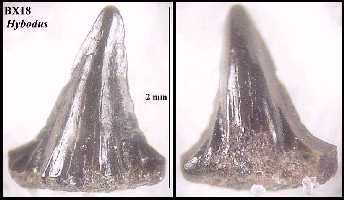 bxhybo2a.jpg (10774 bytes)