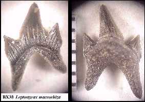 bxlept2a.jpg (10186 bytes)