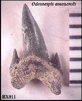 bxodon1a.jpg (6606 bytes)