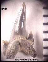 bxodon2a.jpg (5437 bytes)