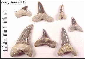 cr-man3a.jpg (8883 bytes)