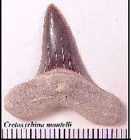 cr-man6a.jpg (6605 bytes)