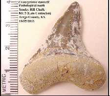 cr-man7a.jpg (8289 bytes)